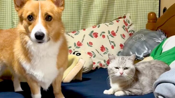 『猫にチューして』と犬に伝えた結果…思ったよりも激しい『まさかの光景』が75万再生「最後のドヤ顔たまらんｗ」「にゃんこ迷惑そうで草」(ブログ)