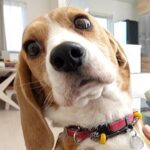 出張で海外へ→3週間ぶりの帰宅で『犬が大喜びしてくれる』と思ったら…なんだか切ない『まさかの展開』に「負けてて草」「悲しい現実ｗ」と爆笑(ブログ)