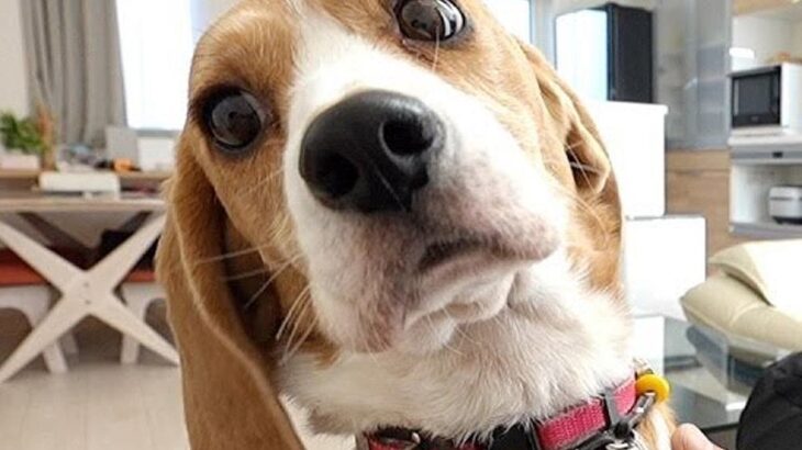出張で海外へ→3週間ぶりの帰宅で『犬が大喜びしてくれる』と思ったら…なんだか切ない『まさかの展開』に「負けてて草」「悲しい現実ｗ」と爆笑(ブログ)