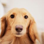 犬が『満足いっていない』時にみせる５つのサイン　愛犬からのアピール…どう対処するべき？(ブログ)