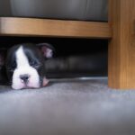 犬が『テーブルの下』に隠れたがる理由4つ　潜り込んで出てこない心理から対処法まで(ブログ)