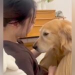 大好きなお姉ちゃんに甘える大型犬→キッチンからご飯の音がすると…葛藤しまくりな『わかりやすい表情』に「目は口ほどに物を言うｗ」と20万再生(ブログ)
