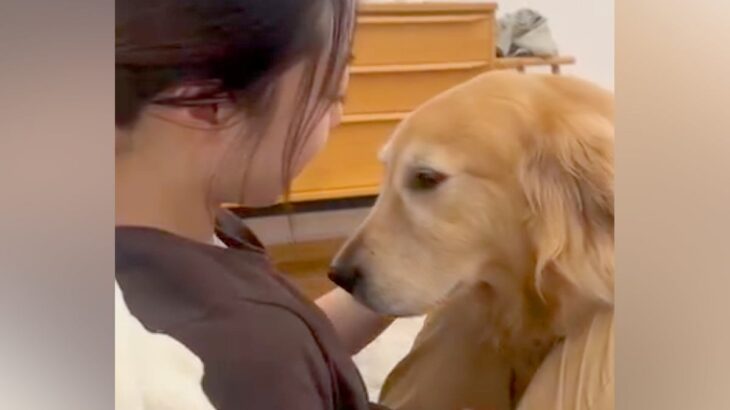 大好きなお姉ちゃんに甘える大型犬→キッチンからご飯の音がすると…葛藤しまくりな『わかりやすい表情』に「目は口ほどに物を言うｗ」と20万再生(ブログ)