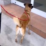 お出かけに大喜びする犬→行き先が『動物病院』だとわかった瞬間…『まさかの反応』と絶望の状況が8万再生「笑った」「気持ちは分かるｗ」(ブログ)