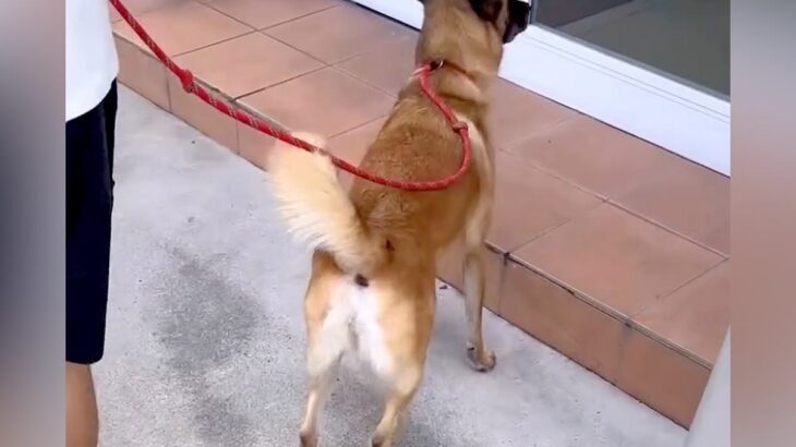 お出かけに大喜びする犬→行き先が『動物病院』だとわかった瞬間…『まさかの反応』と絶望の状況が8万再生「笑った」「気持ちは分かるｗ」(ブログ)