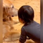 寝る時間になったら、赤ちゃんが大型犬に近づいて…あまりにも尊い『おやすみなさいの行動』が9万再生「素敵すぎる」「可愛い」と悶絶(ブログ)