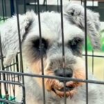 譲渡会に参加した元繁殖犬→誰からも声がかからず、募集期間がどんどん過ぎ…涙が止まらない『まさかの出会い』が75万再生「グッときた」と反響(ブログ)