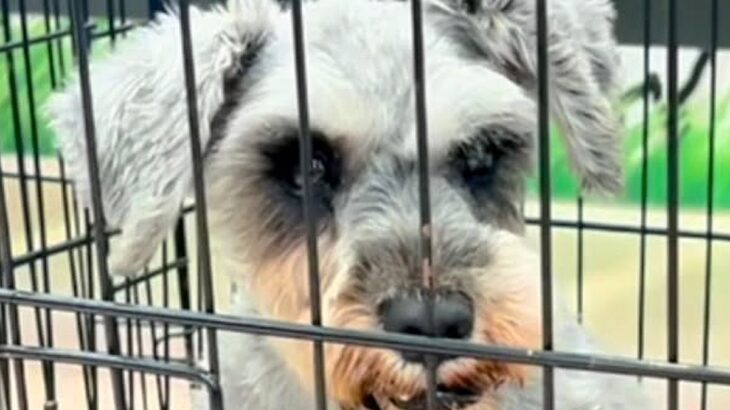譲渡会に参加した元繁殖犬→誰からも声がかからず、募集期間がどんどん過ぎ…涙が止まらない『まさかの出会い』が75万再生「グッときた」と反響(ブログ)