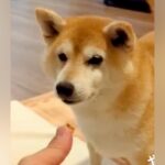 おやつで『マテ』する犬→『ヨシ』を待っているのかと思いきや…『まさかのワード』で食べる光景に反響「どういうシステムｗ」「ずっと見てたい」(ブログ)