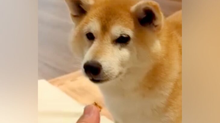 おやつで『マテ』する犬→『ヨシ』を待っているのかと思いきや…『まさかのワード』で食べる光景に反響「どういうシステムｗ」「ずっと見てたい」(ブログ)