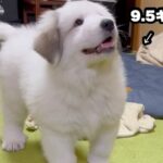 かわいらしい超大型犬の赤ちゃん→2年後、体重43キロに達し…もはや襲撃レベルな『衝撃の甘え方』が689万再生「攻撃力４倍ｗ」「激しい」(ブログ)