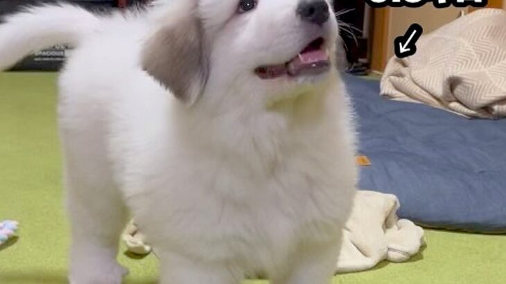 かわいらしい超大型犬の赤ちゃん→2年後、体重43キロに達し…もはや襲撃レベルな『衝撃の甘え方』が689万再生「攻撃力４倍ｗ」「激しい」(ブログ)