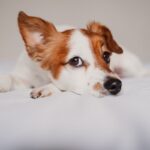 犬の「耳」から読み取れるサイン４つ　愛犬の心理状況から飼い主がすべき対応まで解説(ブログ)