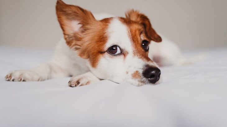 犬の「耳」から読み取れるサイン４つ　愛犬の心理状況から飼い主がすべき対応まで解説(ブログ)