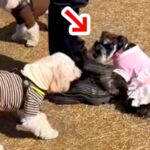 『ほかの犬のパパ』に甘えまくった犬→ブチギレられた結果…あまりにも速い『降参の瞬間』が53万再生「秒すぎて草」「笑っちゃうｗ」と爆笑(ブログ)