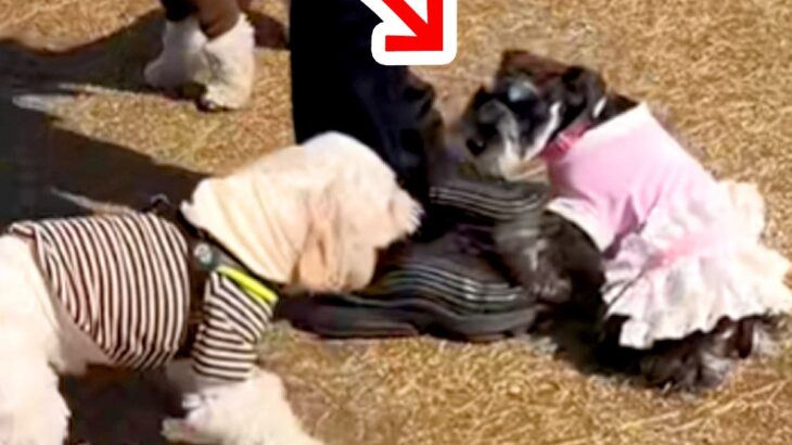 『ほかの犬のパパ』に甘えまくった犬→ブチギレられた結果…あまりにも速い『降参の瞬間』が53万再生「秒すぎて草」「笑っちゃうｗ」と爆笑(ブログ)