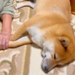 おばあちゃんに犬を預けて買い物へ→家に帰ってくると…あまりにも尊い光景が380万再生「心が温まった」「涙出る」「大好きなの伝わる」と絶賛(ブログ)
