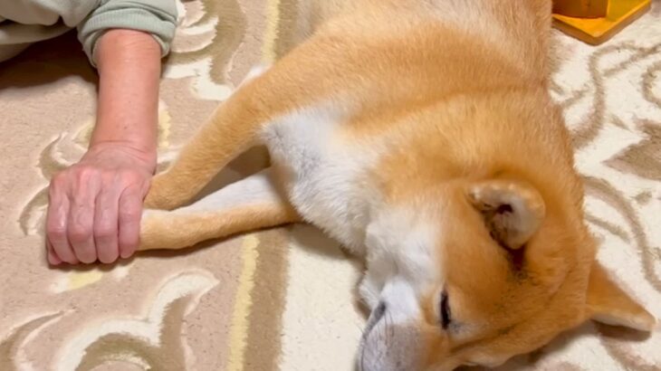 おばあちゃんに犬を預けて買い物へ→家に帰ってくると…あまりにも尊い光景が380万再生「心が温まった」「涙出る」「大好きなの伝わる」と絶賛(ブログ)
