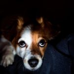 犬を留守番させるときの『電気の明るさ』はどれぐらいがベスト？愛犬が快適に感じる部屋の環境まで(ブログ)