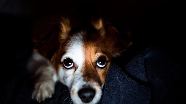 犬を留守番させるときの『電気の明るさ』はどれぐらいがベスト？愛犬が快適に感じる部屋の環境まで(ブログ)