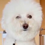 素人が犬のカットに挑戦した結果→ぬいぐるみのようになる予定が…『思ってたのと違いすぎる結末』が42万再生「めっちゃ笑った」「可愛いｗ」(ブログ)