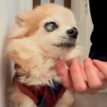 『17年間、犬を育てて分かったこと』高齢犬との暮らしで気付いた『揺るがない事実』に共感の声「愛おしい」「すごくわかる」と19万再生(ブログ)