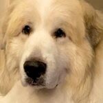 体が大きくてたくましい超大型犬→でも、雷が鳴ると…見た目とは裏腹な『あまりにも可愛い反応』が6万再生「赤ちゃん返り」「ぎゅーってしたい」(ブログ)