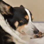 犬が『無視してくる』ときの心理5選　飼い主の呼びかけにシカトするのはなぜ？対処法まで解説(ブログ)