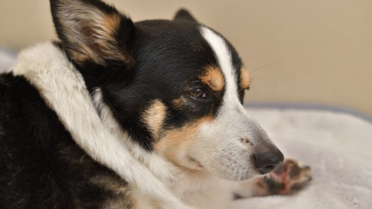 犬が『無視してくる』ときの心理5選　飼い主の呼びかけにシカトするのはなぜ？対処法まで解説(ブログ)