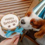 愛犬を喜ばせる『誕生日のお祝い方法』5選　日頃の感謝の気持ちを込めて素敵な思い出を残そう(ブログ)