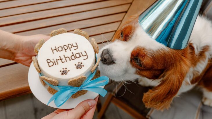 愛犬を喜ばせる『誕生日のお祝い方法』5選　日頃の感謝の気持ちを込めて素敵な思い出を残そう(ブログ)