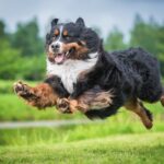 犬が急に走り出す『4つの心理』突然愛犬のスイッチが入るのはなぜ？やめさせる方法はあるの？(ブログ)