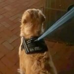 生後3ヶ月でママと離れてしまった大型犬→半年ぶりに駅で…涙が止まらない『再会の瞬間』が34万再生「涙腺崩壊した…」「なんていい家族」(ブログ)