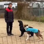 犬の訓練中『別の犬が乱入した』結果…もはや人間の子ども？自己主張が強すぎる光景に137万再生の反響「可愛くて笑うｗ」「楽しそう」(ブログ)