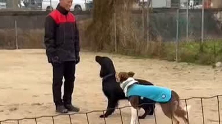 犬の訓練中『別の犬が乱入した』結果…もはや人間の子ども？自己主張が強すぎる光景に137万再生の反響「可愛くて笑うｗ」「楽しそう」(ブログ)