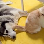 寝転がっている大型犬→目の前で『猫が強烈なオナラをした』結果…あまりのニオイで見せた反応が12万再生「お気の毒ｗｗ」「わざとかな？ｗ」(ブログ)