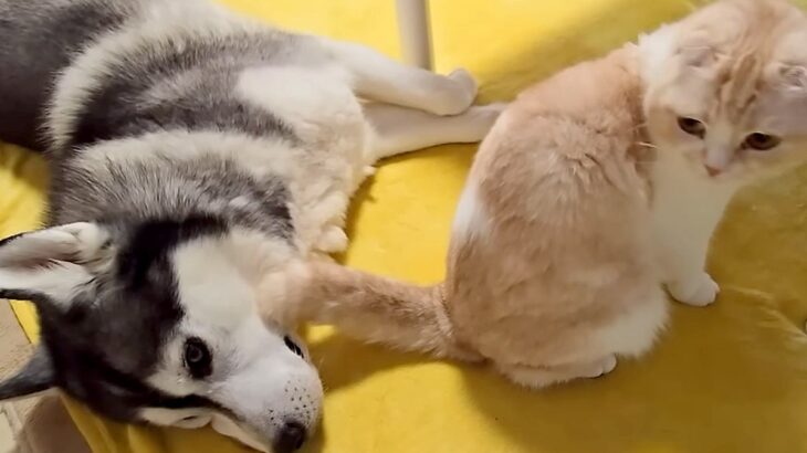 寝転がっている大型犬→目の前で『猫が強烈なオナラをした』結果…あまりのニオイで見せた反応が12万再生「お気の毒ｗｗ」「わざとかな？ｗ」(ブログ)