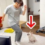 体育テストを控えた高校生の女の子→犬の前でダンスを披露した結果…予想外の反応と『まさかのオチ』が48万再生「近くない？」「微動ｗ」と反響(ブログ)