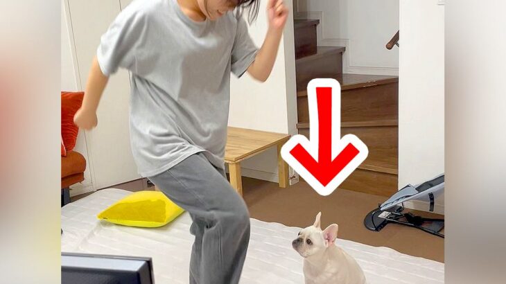 体育テストを控えた高校生の女の子→犬の前でダンスを披露した結果…予想外の反応と『まさかのオチ』が48万再生「近くない？」「微動ｗ」と反響(ブログ)