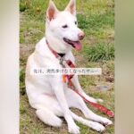 突然歩けなくなり、散歩すら行けなくなった犬に『車いす』を与えてみた結果…『尊い表情』に思わず涙「笑顔が…」「嬉しそうな顔」と感動の声(ブログ)
