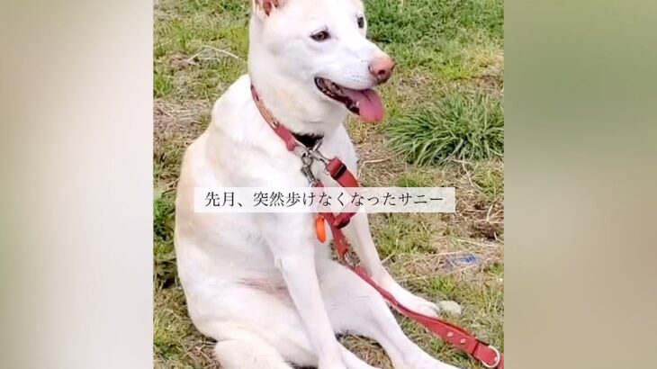 突然歩けなくなり、散歩すら行けなくなった犬に『車いす』を与えてみた結果…『尊い表情』に思わず涙「笑顔が…」「嬉しそうな顔」と感動の声(ブログ)