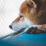 『精神疾患』を抱えている犬の症状5選　精神病の原因や予防法まで解説(ブログ)