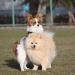 『発情期の犬』がみせる仕草や行動5選　発情が始まったときのサインや周囲にすべき配慮まで(ブログ)