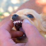 犬の『口腔内トラブル』を招くNG行為4選　口臭が悪化する飼い主がやりがちな行動まで(ブログ)
