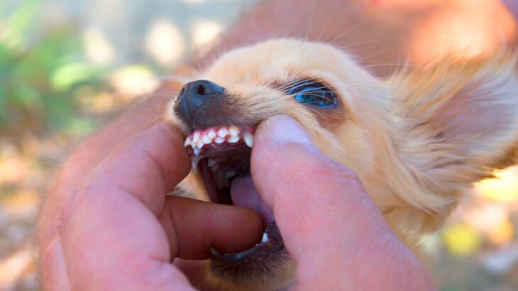 犬の『口腔内トラブル』を招くNG行為4選　口臭が悪化する飼い主がやりがちな行動まで(ブログ)