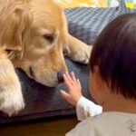 小さな男の子に見つめられる大型犬→じっとしていたら…『とんでもなく尊い行動』に悶絶「どっちも優しい」「癒やされた」「本当に仲良し」と反響(ブログ)