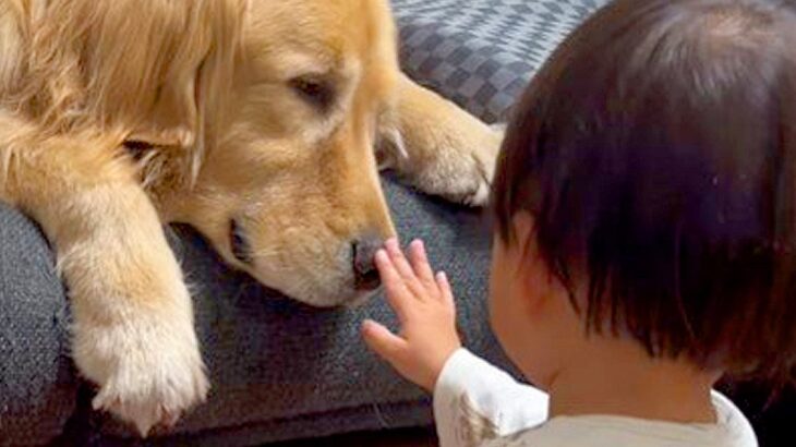 小さな男の子に見つめられる大型犬→じっとしていたら…『とんでもなく尊い行動』に悶絶「どっちも優しい」「癒やされた」「本当に仲良し」と反響(ブログ)