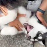 思いっきり撫でられている大型犬の赤ちゃん→２つの感情が同時に押し寄せて…困惑する光景が32万再生「情報が多すぎるｗ」「幸せそう」と絶賛(ブログ)