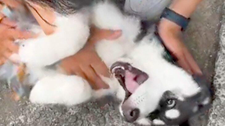 思いっきり撫でられている大型犬の赤ちゃん→２つの感情が同時に押し寄せて…困惑する光景が32万再生「情報が多すぎるｗ」「幸せそう」と絶賛(ブログ)