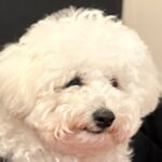犬と一緒にレストランに行った結果→先に食べ終わってしまって…なんだか切ない『虚無すぎる光景』に5万いいね「気持ちはわかるｗｗ」と爆笑(ブログ)